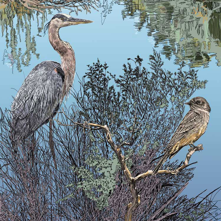Great blue heron and Say's phoebe illustration by Larry Ormsby