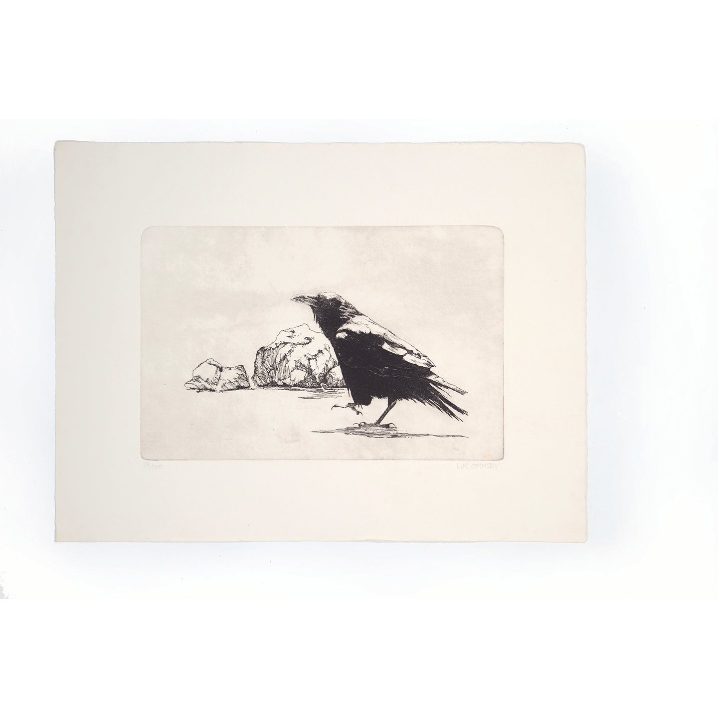 Raven walking etching