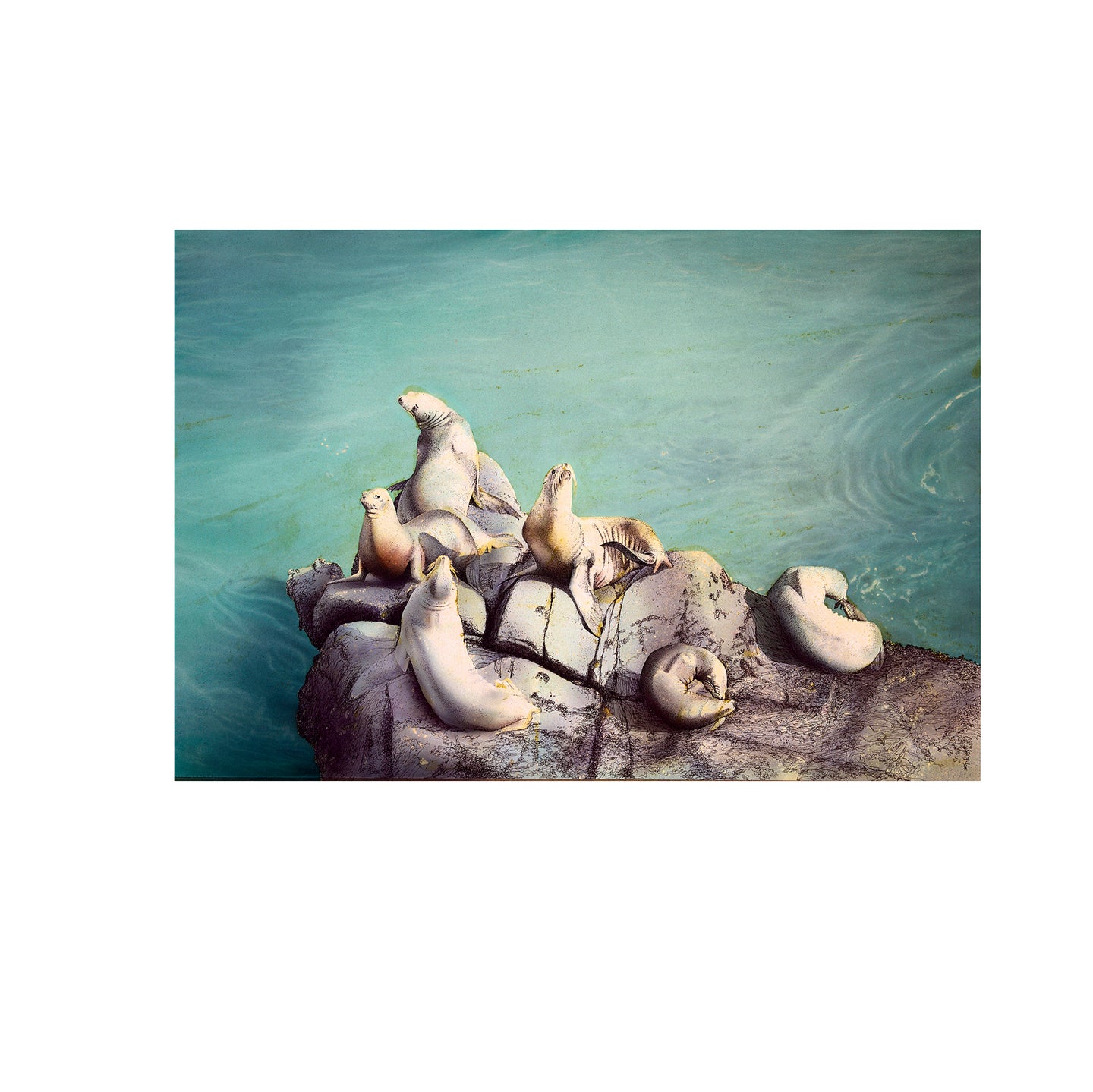 Sea lions watercolor, Farallon Islands National Marine Sanctuary, California
