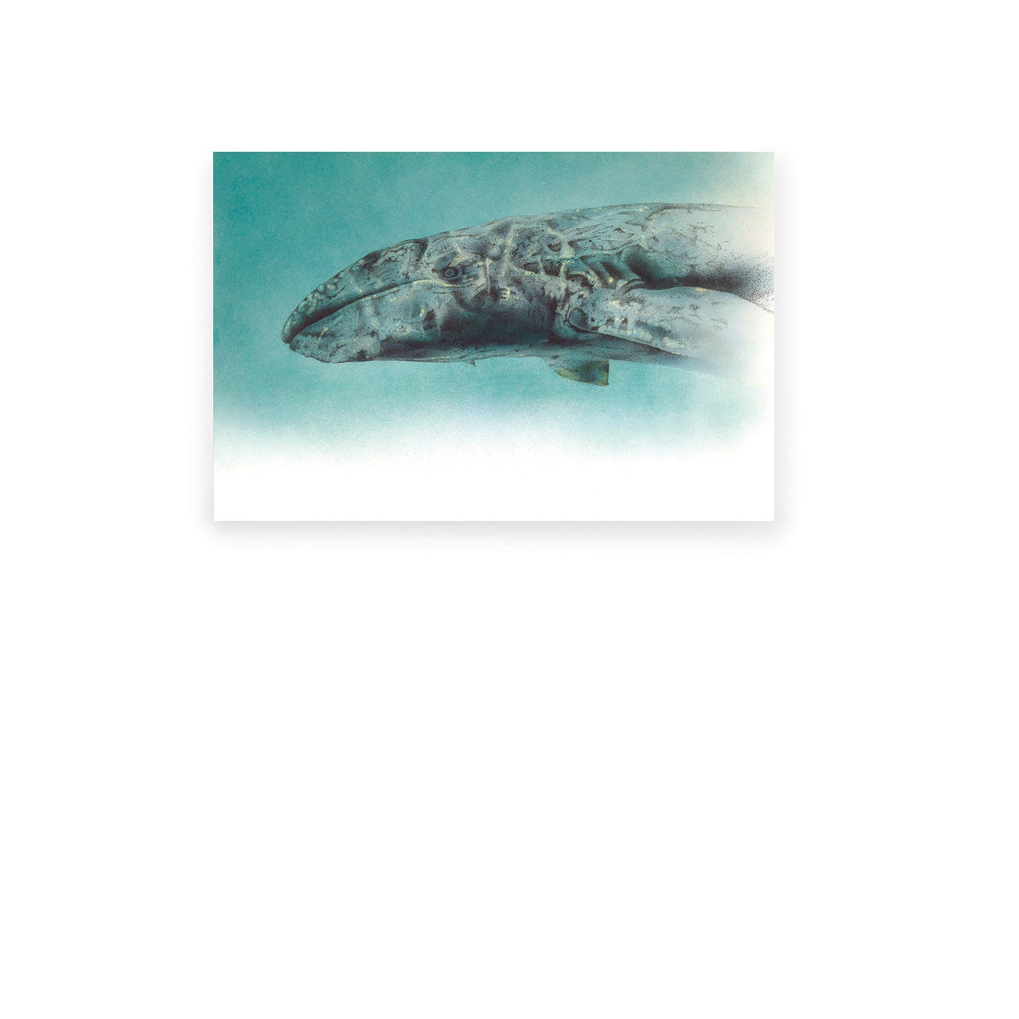 Gray whale watercolor