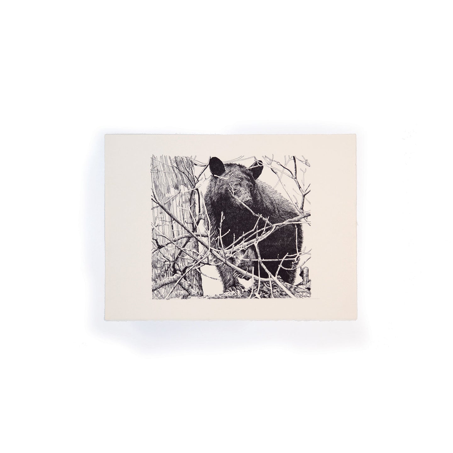 Black bear in tree engraving, Great Smoky Mountain National Park, Tennessee
