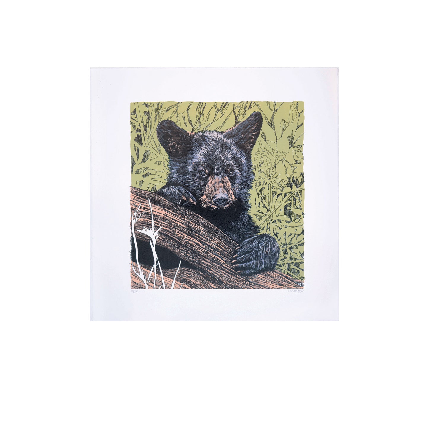 Black Bear cub lithograph framed, Great Smoky Mountain National Park, Tennessee