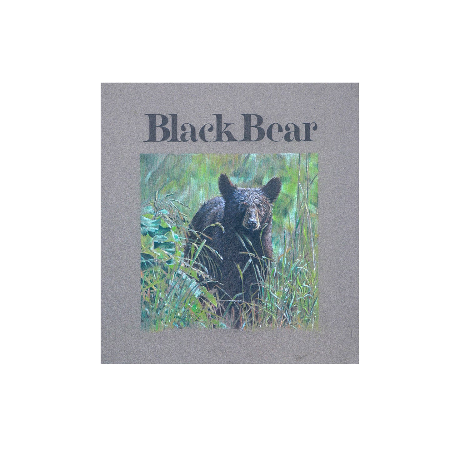 Black Bear cover drawing, Great Smoky Mountain National Park, Tennessee