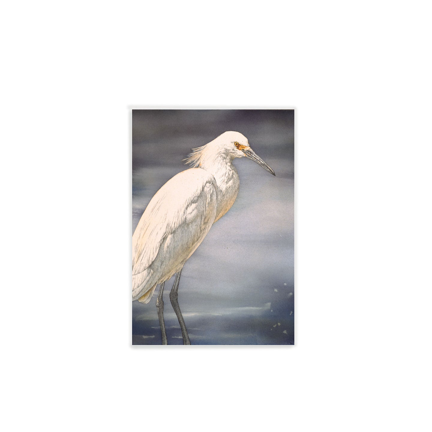 Snowy egret watercolor, Point Reyes National Seashore, California