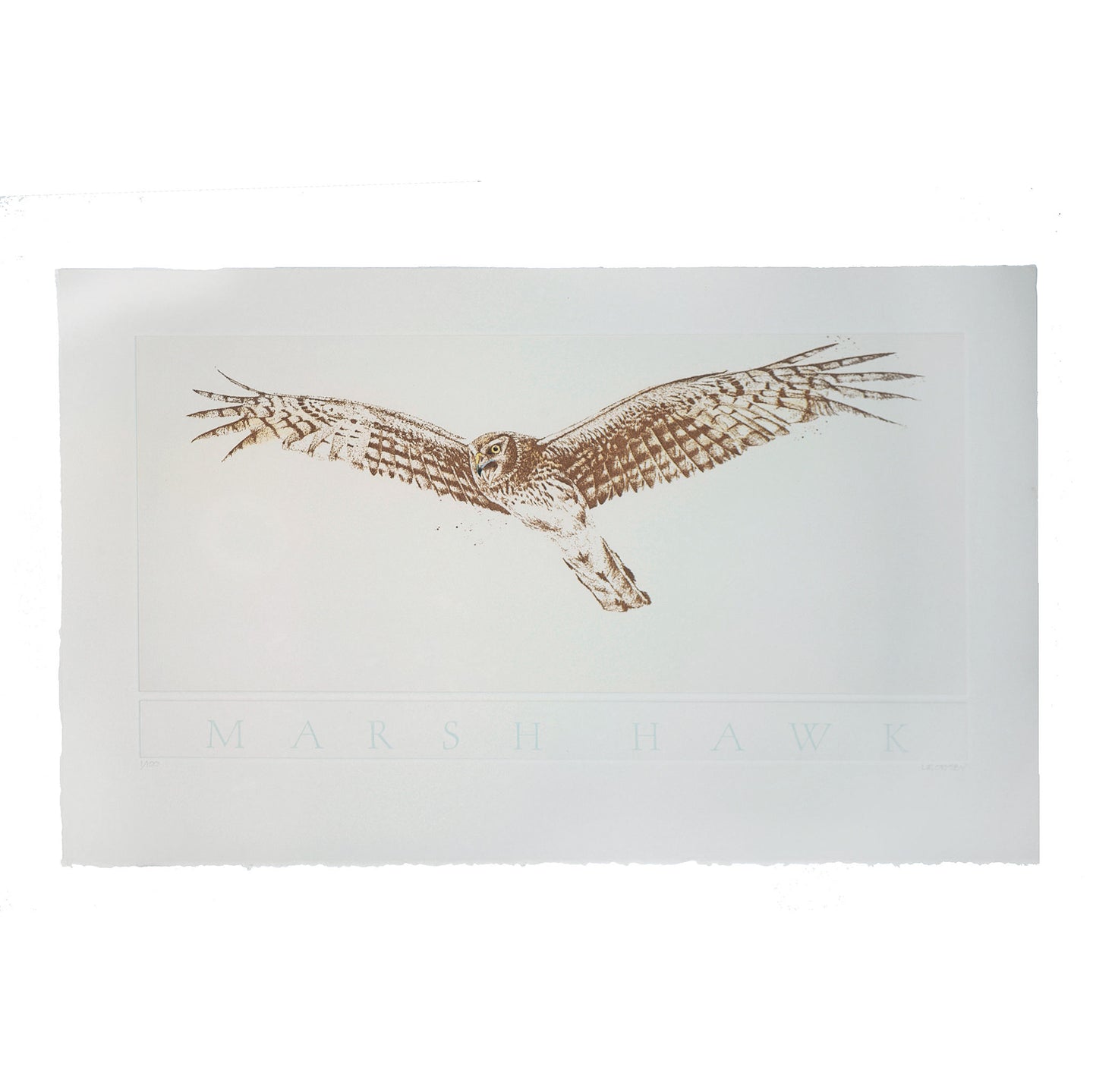 Marsh Hawk etching, Point Reyes National Seashore, California