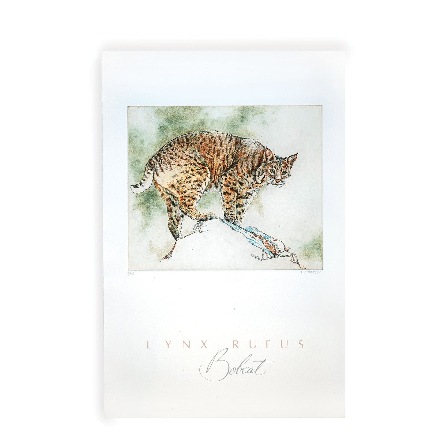 Bobcat, Lynx rufus, etching, Point Reyes National Seashore, California