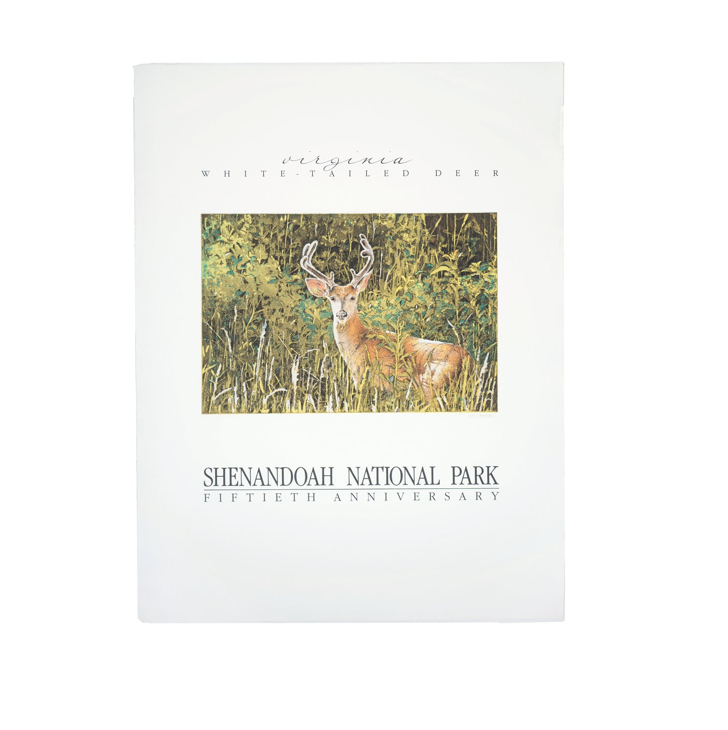 White-tailed deer etching, Shenandoah National Park, Virginia