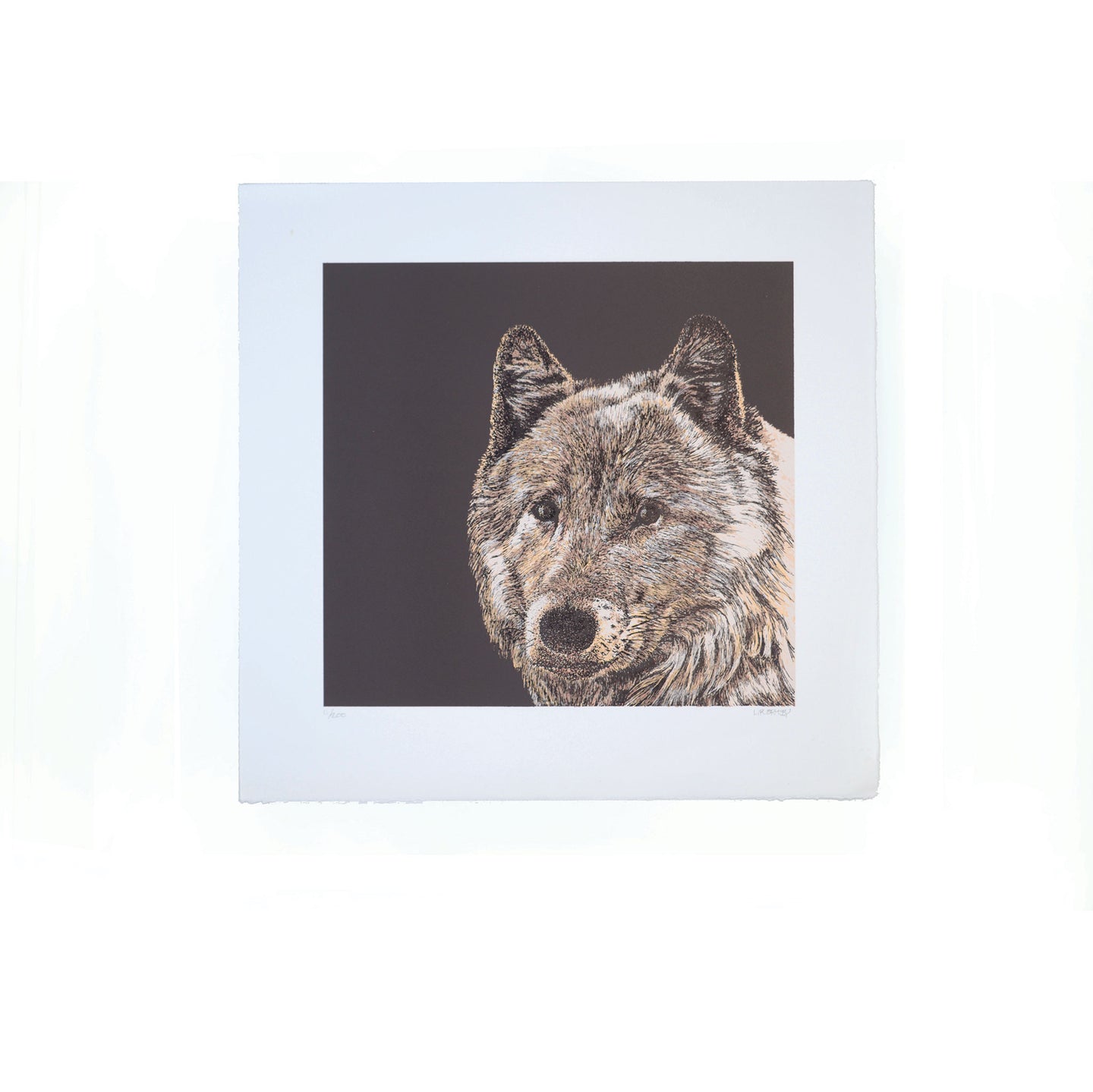 Gray Wolf lithograph, Yellowstone National Park, Wyoming