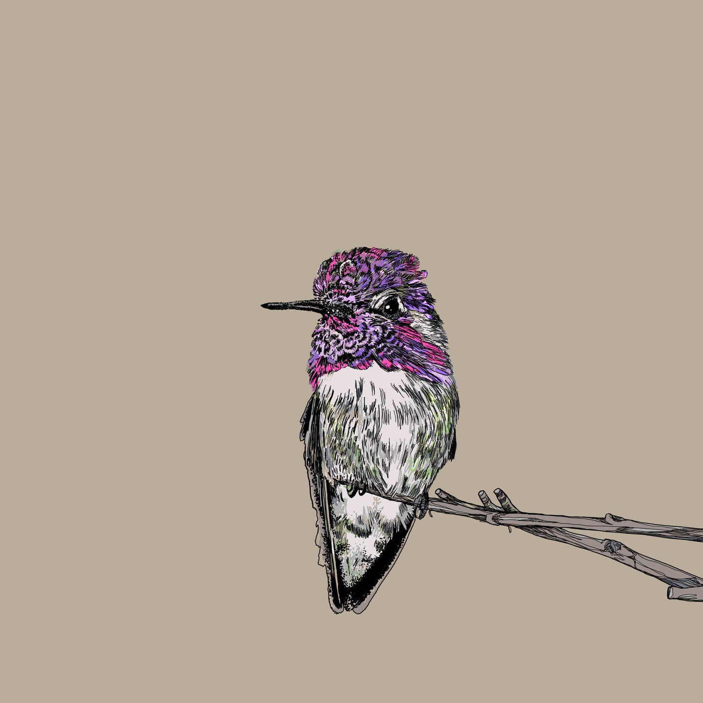Costa's hummingbird