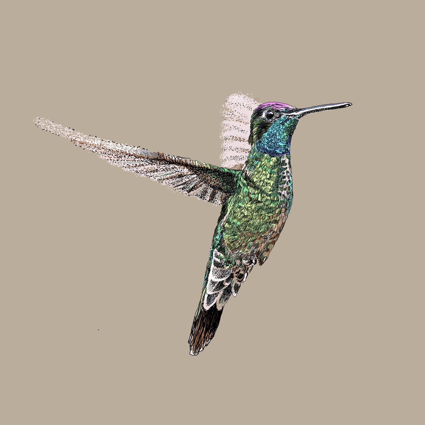 Magnificent hummingbird II